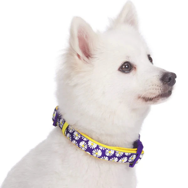 Blueberry Pet - Daisy | Neoprene Padded Dog Collar