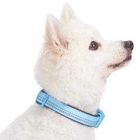 Blueberry Pet - Baby Blue | 3M Reflective Padded Dog Collar