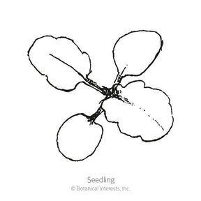 Botanical Interests, Inc. - King Henry Viola Seeds - Southern Agriculture 