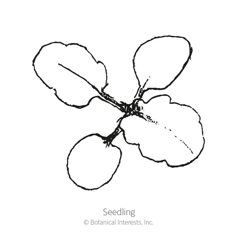 Botanical Interests, Inc. - King Henry Viola Seeds - Southern Agriculture 