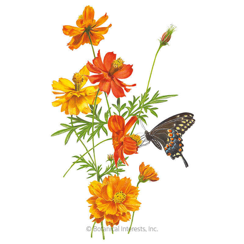 Botanical Interests, Inc. - Cosmos Bright Lights Blend Seeds