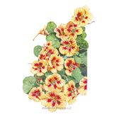 Botanical Interests, Inc. - Nasturtium Peach Melba Seeds - Southern Agriculture 