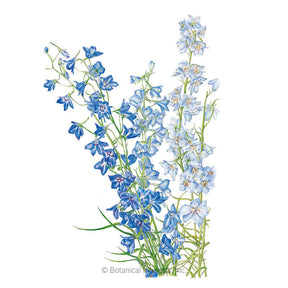 Botanical Interests, Inc. - Larkspur Shades of Blue Seeds