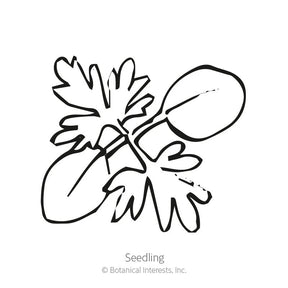 Botanical Interests, Inc. - Larkspur Shades of Blue Seeds