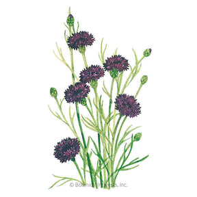 Botanical Interests, Inc. - Black Magic Bachelor's Button Seeds - Southern Agriculture 