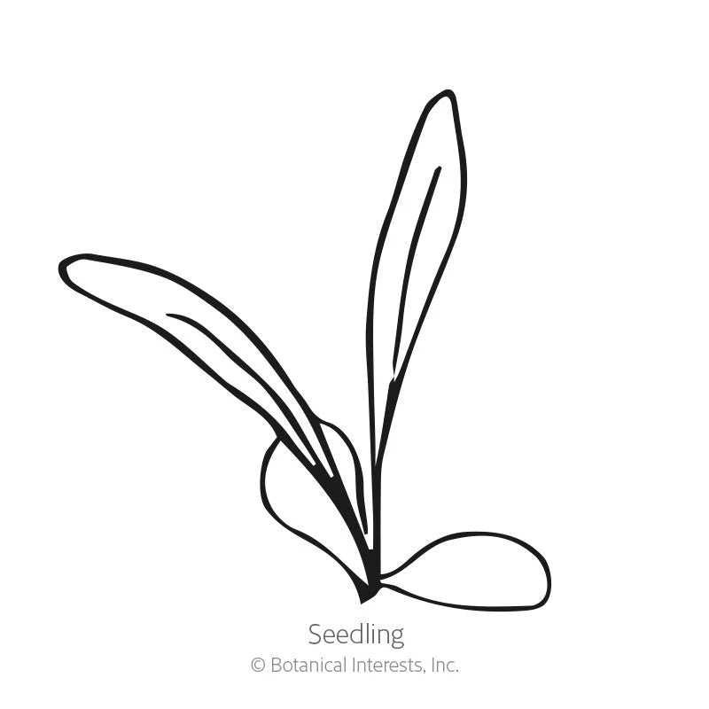 Botanical Interests, Inc. - Black Magic Bachelor's Button Seeds - Southern Agriculture 