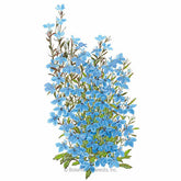Botanical Interests, Inc. - Lobelia Cambridge Blue Seeds - Southern Agriculture 