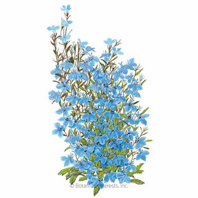 Botanical Interests, Inc. - Lobelia Cambridge Blue Seeds - Southern Agriculture 