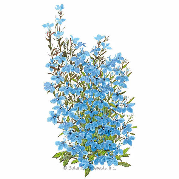 Botanical Interests, Inc. - Lobelia Cambridge Blue Seeds - Southern Agriculture 