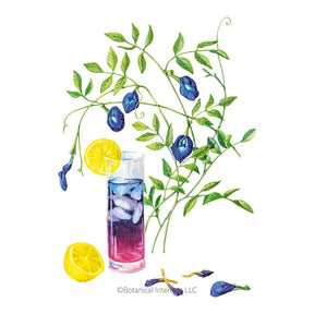 Botanical Interests, Inc. - Butterfly Pea Blue Tea Seeds - Southern Agriculture 