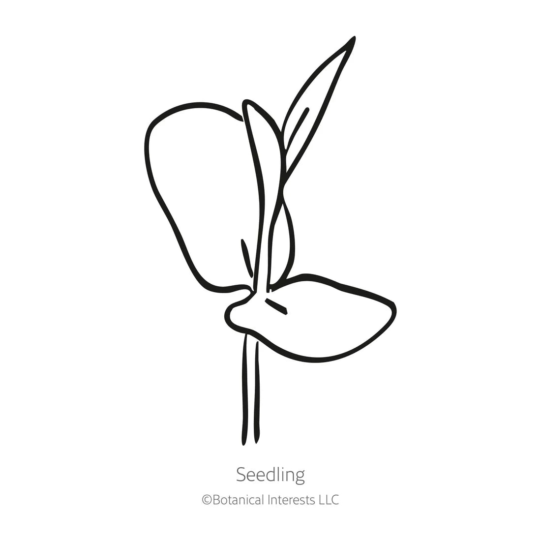 Botanical Interests, Inc. - Butterfly Pea Blue Tea Seeds - Southern Agriculture 