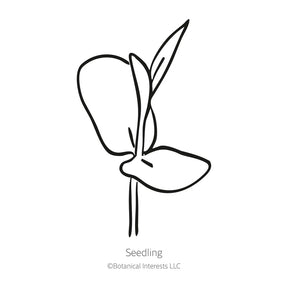 Botanical Interests, Inc. - Butterfly Pea Blue Tea Seeds - Southern Agriculture 
