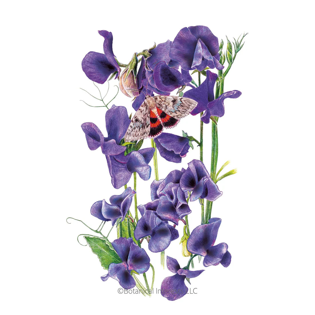 Botanical Interests, Inc. - Sweet Pea Mammoth Navy Blue Seeds - Southern Agriculture 