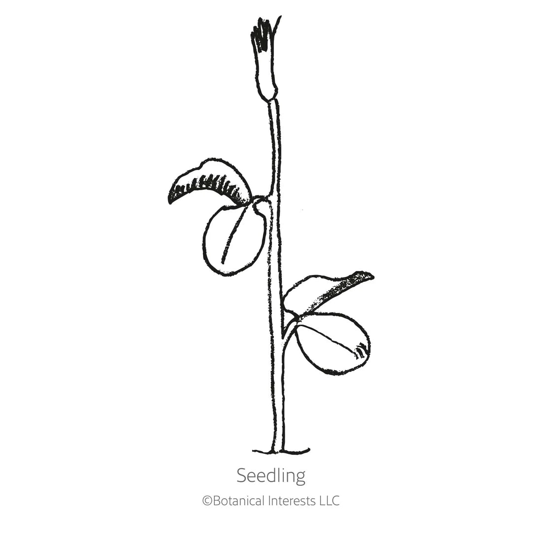 Botanical Interests, Inc. - Sweet Pea Mammoth Navy Blue Seeds - Southern Agriculture 