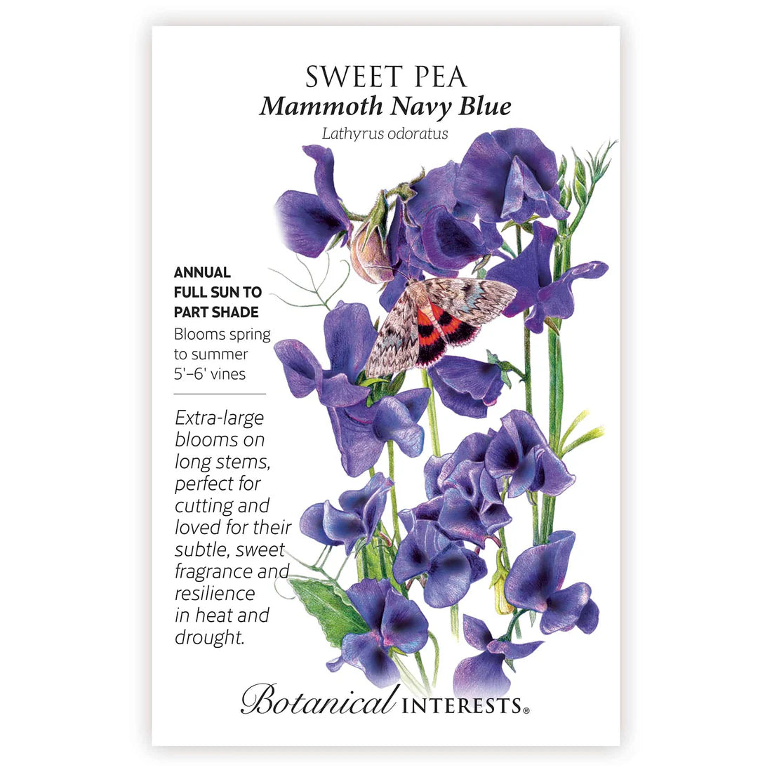 Botanical Interests, Inc. - Sweet Pea Mammoth Navy Blue Seeds - Southern Agriculture 