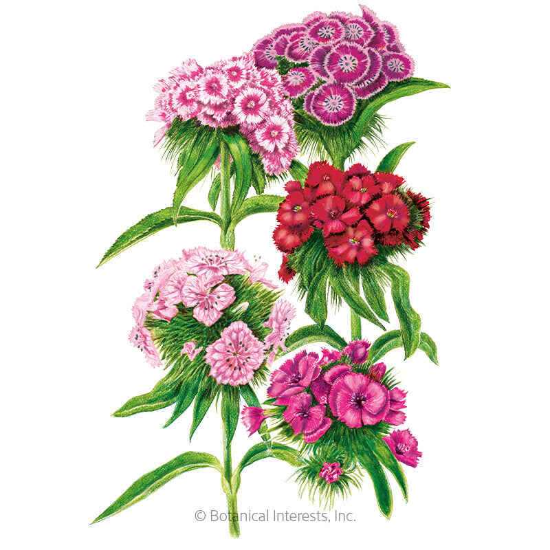 Botanical Interests, Inc. - Double Blend Sweet William Seeds