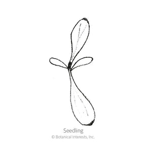 Botanical Interests, Inc. - Double Blend Sweet William Seeds