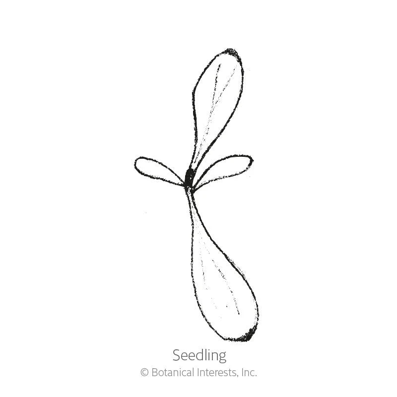 Botanical Interests, Inc. - Double Blend Sweet William Seeds