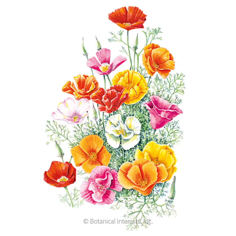 Botanical Interests, Inc. - Poppy California Mission Bells Seeds