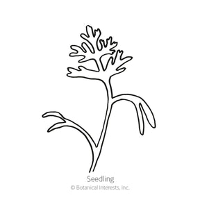 Botanical Interests, Inc. - Poppy California Mission Bells Seeds
