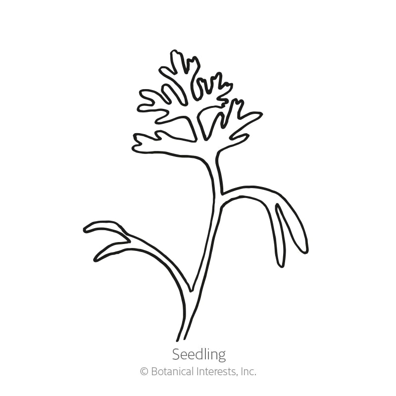 Botanical Interests, Inc. - Poppy California Mission Bells Seeds