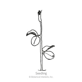Botanical Interests, Inc. - Sweet Pea Perfume Delight Blend Seeds