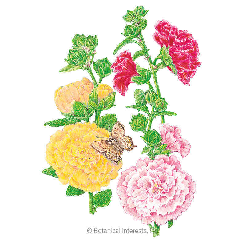 Botanical Interests, Inc. - Chater's Double Hollyhock Seeds - Southern Agriculture 