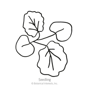 Botanical Interests, Inc. - Chater's Double Hollyhock Seeds - Southern Agriculture 