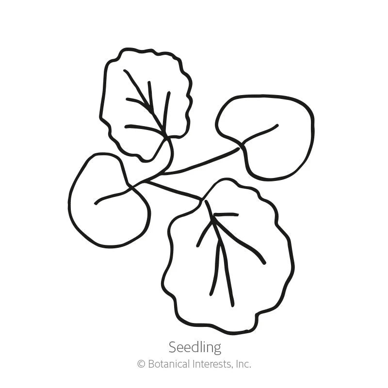 Botanical Interests, Inc. - Chater's Double Hollyhock Seeds - Southern Agriculture 