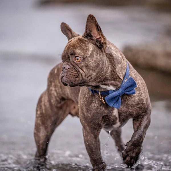 Blueberry Pet - Navy | Textured Tweed Dog Collar