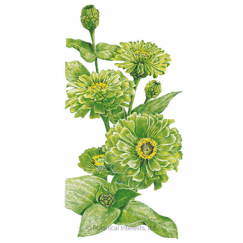 Botanical Interests, Inc. - Envy Zinnia Seeds - Southern Agriculture 