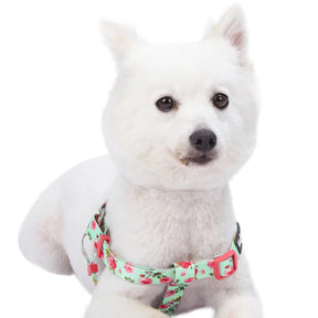 Blueberry Pet - Turquoise | Petal Paws Floral Dog Harness