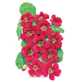 Botanical Interests, Inc. - Nasturtium Cherry Rose Jewel Seeds