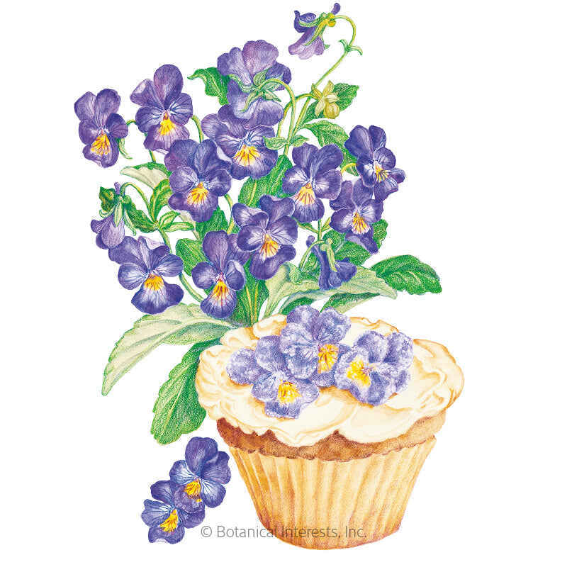 Botanical Interests, Inc. - King Henry Viola Seeds - Southern Agriculture 