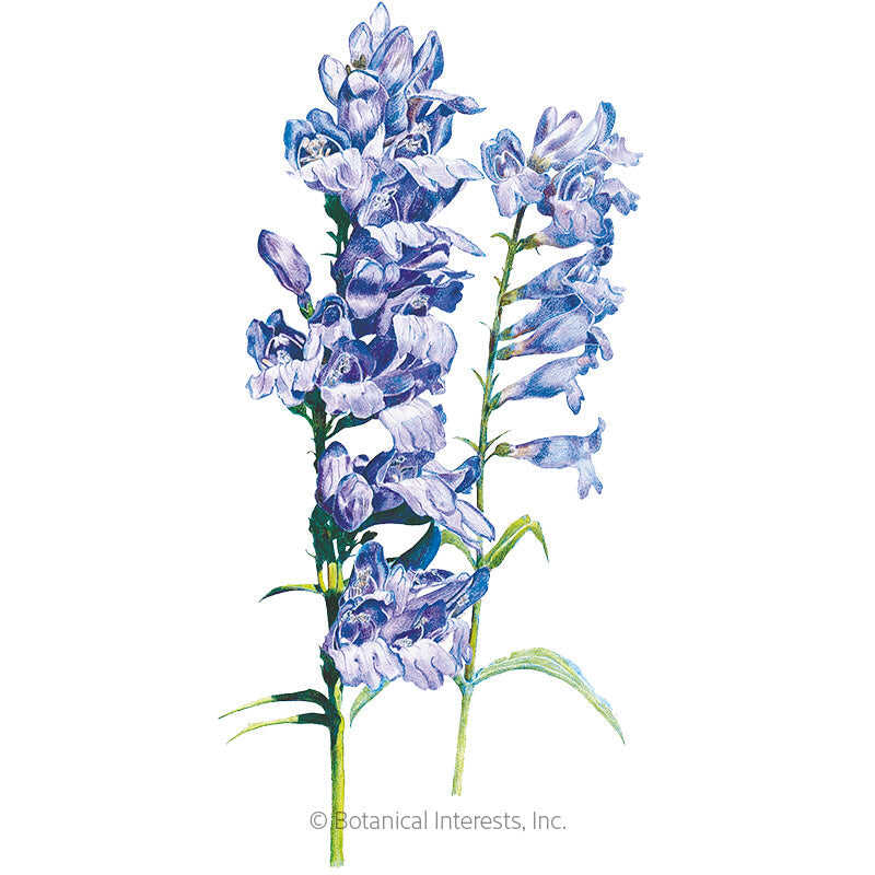 Botanical Interests, Inc. - Rocky Mountain Blue Penstemon Seeds