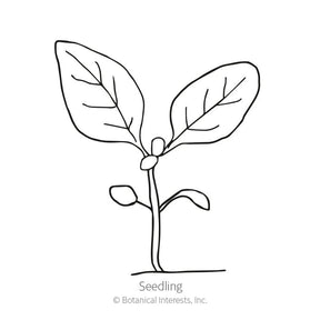 Botanical Interests, Inc. - Rocky Mountain Blue Penstemon Seeds