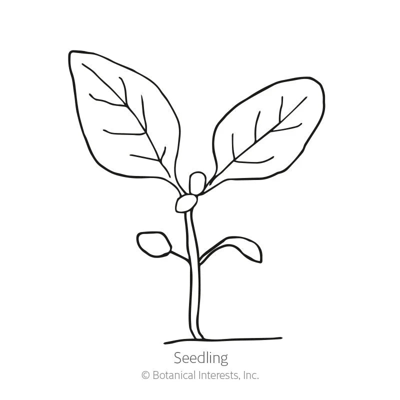 Botanical Interests, Inc. - Rocky Mountain Blue Penstemon Seeds