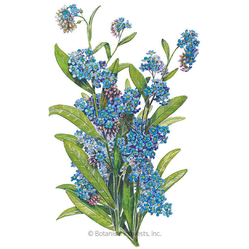 Botanical Interests, Inc. - Victoria Blue Forget-Me-Not Seeds