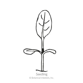 Botanical Interests, Inc. - Victoria Blue Forget-Me-Not Seeds