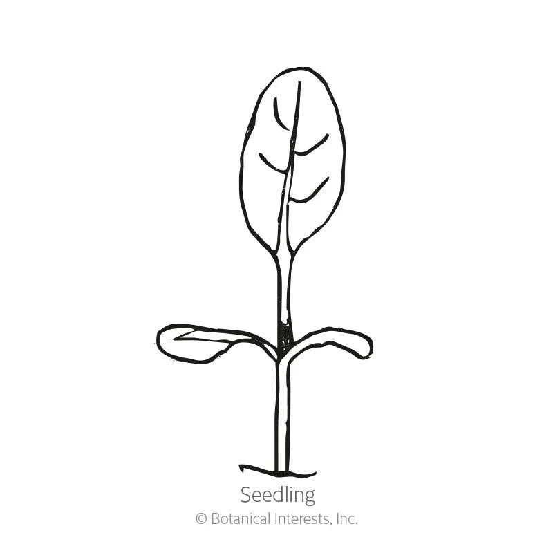 Botanical Interests, Inc. - Victoria Blue Forget-Me-Not Seeds
