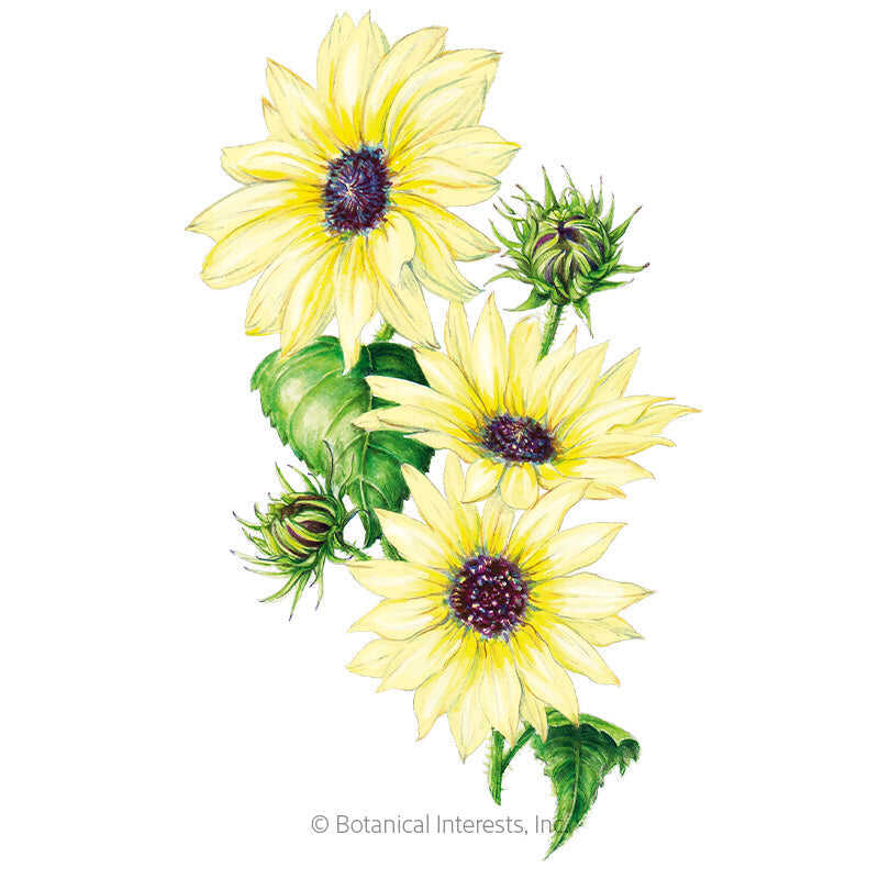 Botanical Interests, Inc. - Vanilla Ice Sunflower Seeds