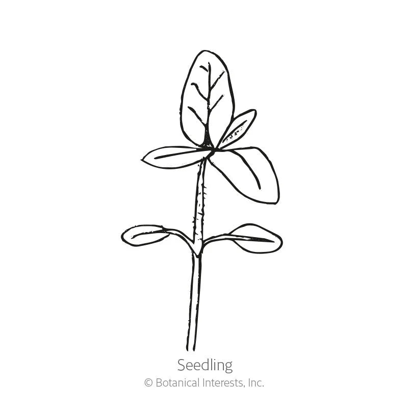 Botanical Interests, Inc. - Vanilla Ice Sunflower Seeds