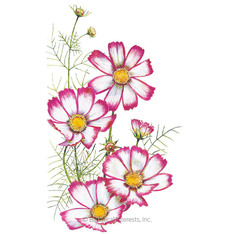 Botanical Interests, Inc. - Candy Stripe Cosmos Seeds