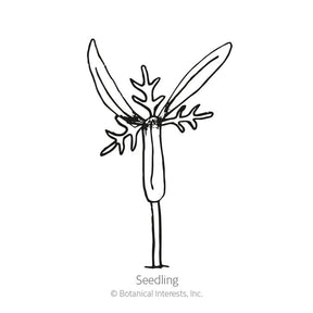 Botanical Interests, Inc. - Candy Stripe Cosmos Seeds