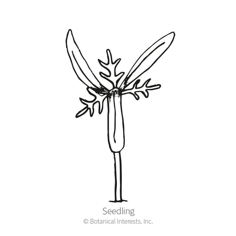 Botanical Interests, Inc. - Candy Stripe Cosmos Seeds