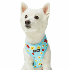 Blueberry Pet - Celeste Blue | Tropical Yellow Plumeria Flower Dog Harness Vest