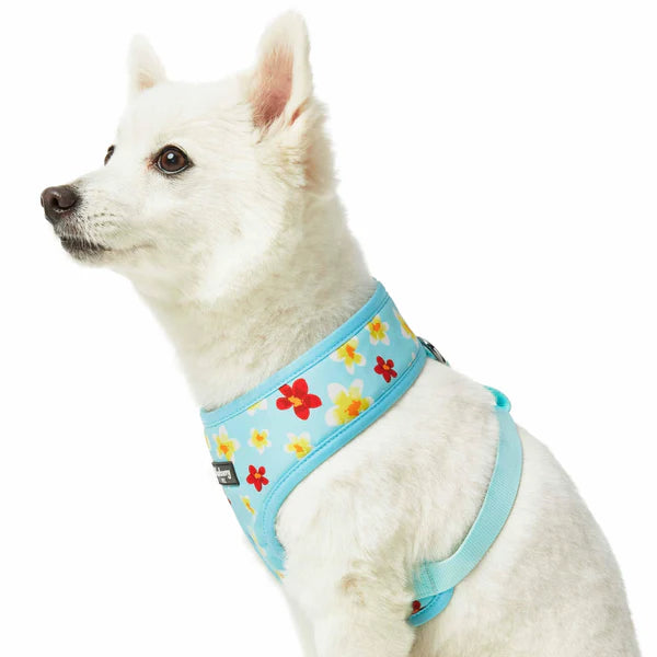 Blueberry Pet - Celeste Blue | Tropical Yellow Plumeria Flower Dog Harness Vest