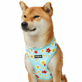 Blueberry Pet - Celeste Blue | Tropical Yellow Plumeria Flower Dog Harness Vest