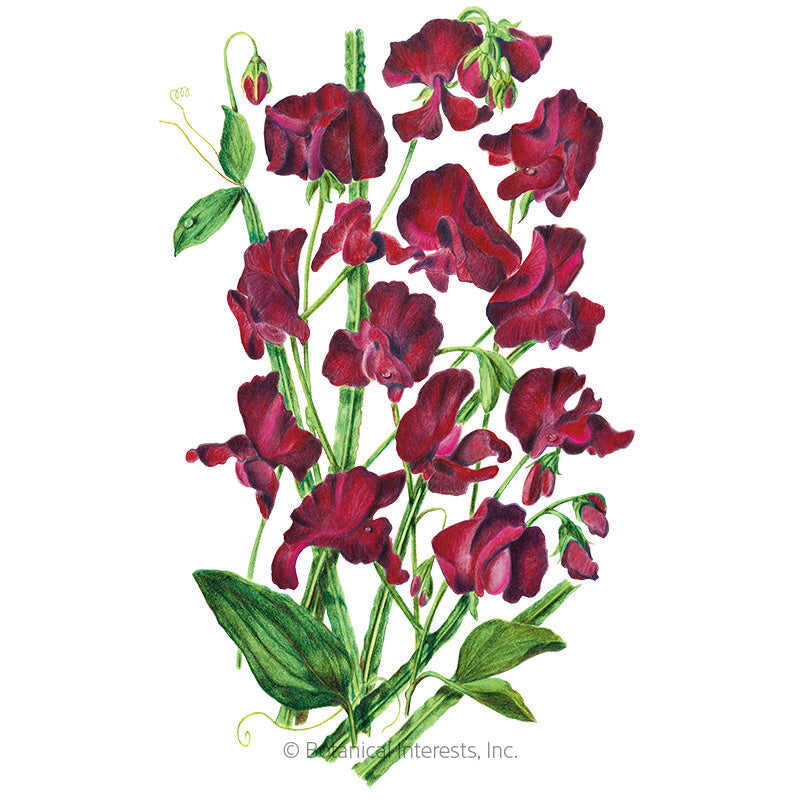 Botanical Interests, Inc. - Beaujolais Sweet Pea Seeds