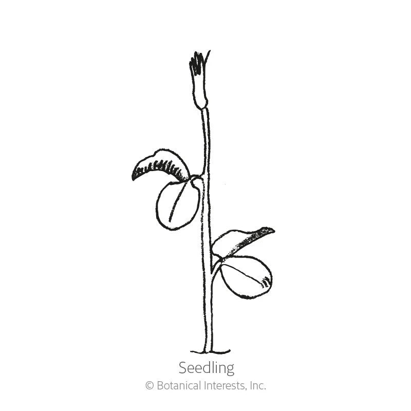Botanical Interests, Inc. - Beaujolais Sweet Pea Seeds